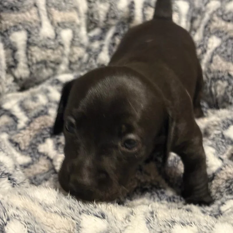 A baby small-sized male Black Chihuahua dog named Mack for adoption in Alexandria, VA