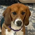 A young small-sized male Tricolor (Brown, Black, & White) Beagle dog named Mickey for adoption in New Boston, NH