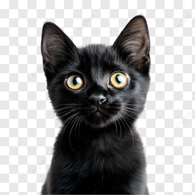 A baby small-sized female Domestic Short Hair cat named Downy for adoption in Cumming, GA