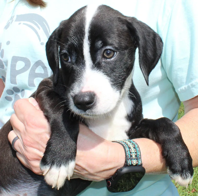 A baby medium-sized female Retriever dog named Rudie for adoption in Prattville, AL