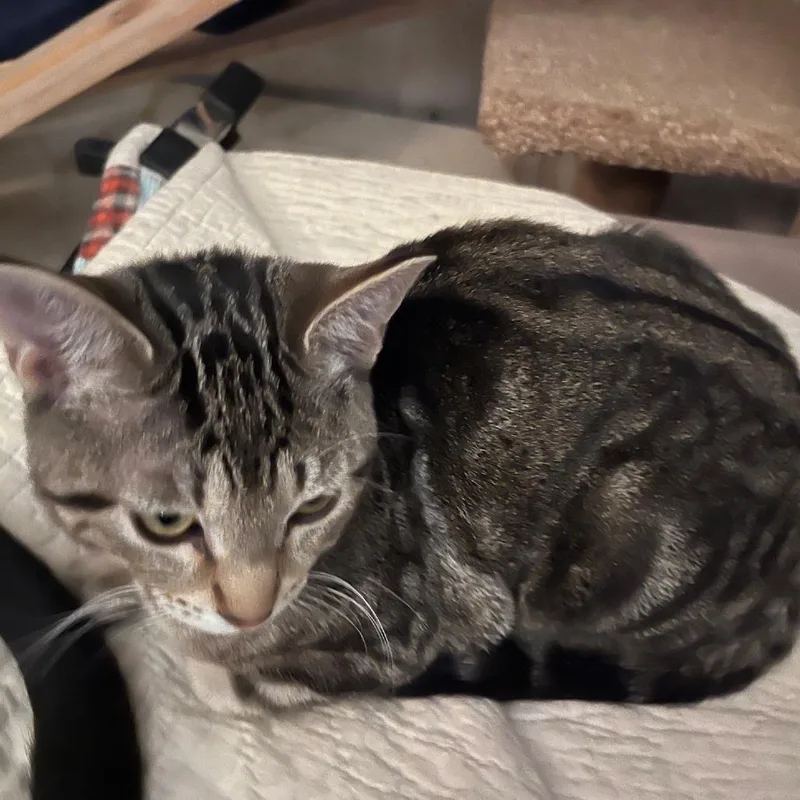 A young small-sized female Domestic Short Hair cat named Silvie for adoption in Springfield, OR