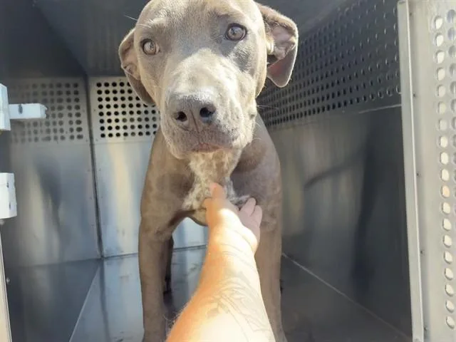 An adult large-sized female Pit Bull Terrier dog named Silvermist for adoption in Phoenix, AZ