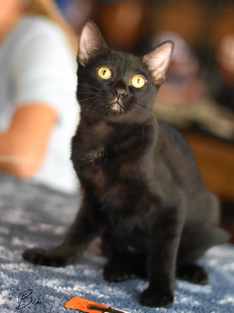 Binx