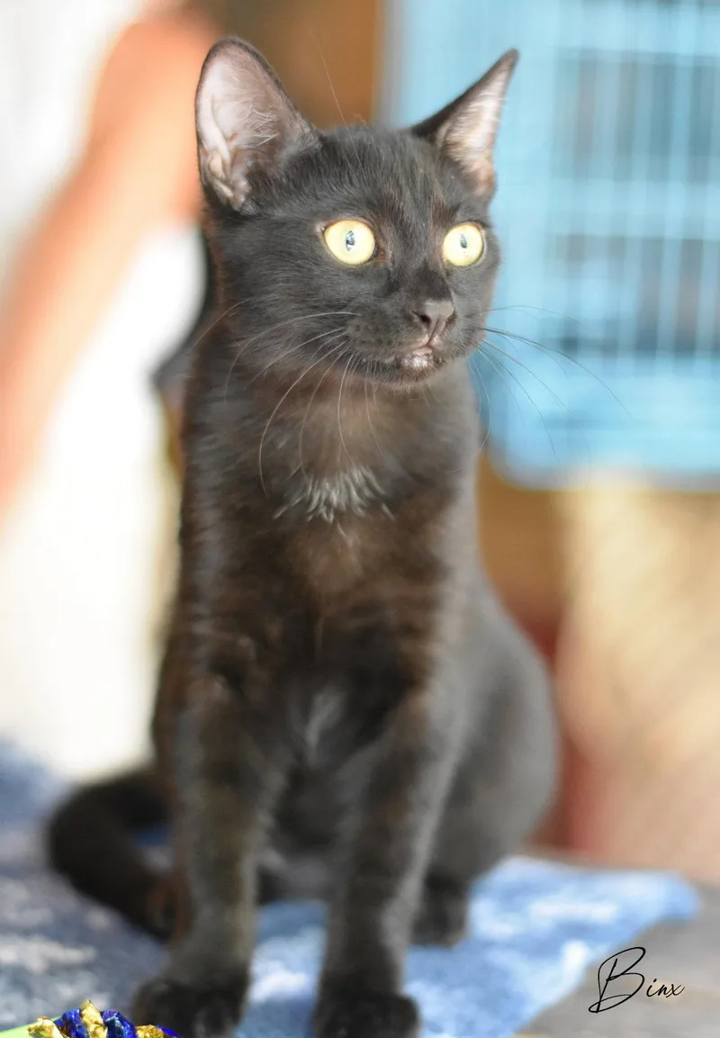 Binx thumbnail 2