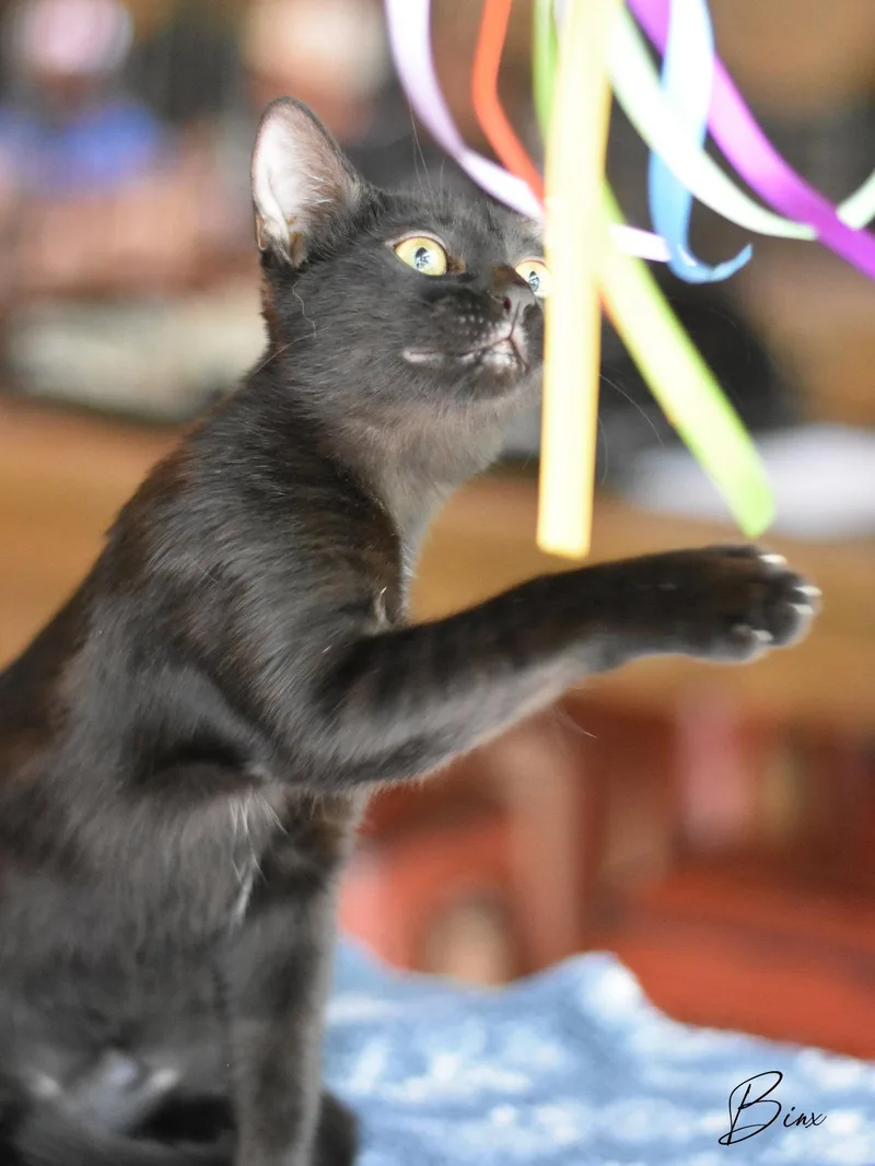 Binx thumbnail 3