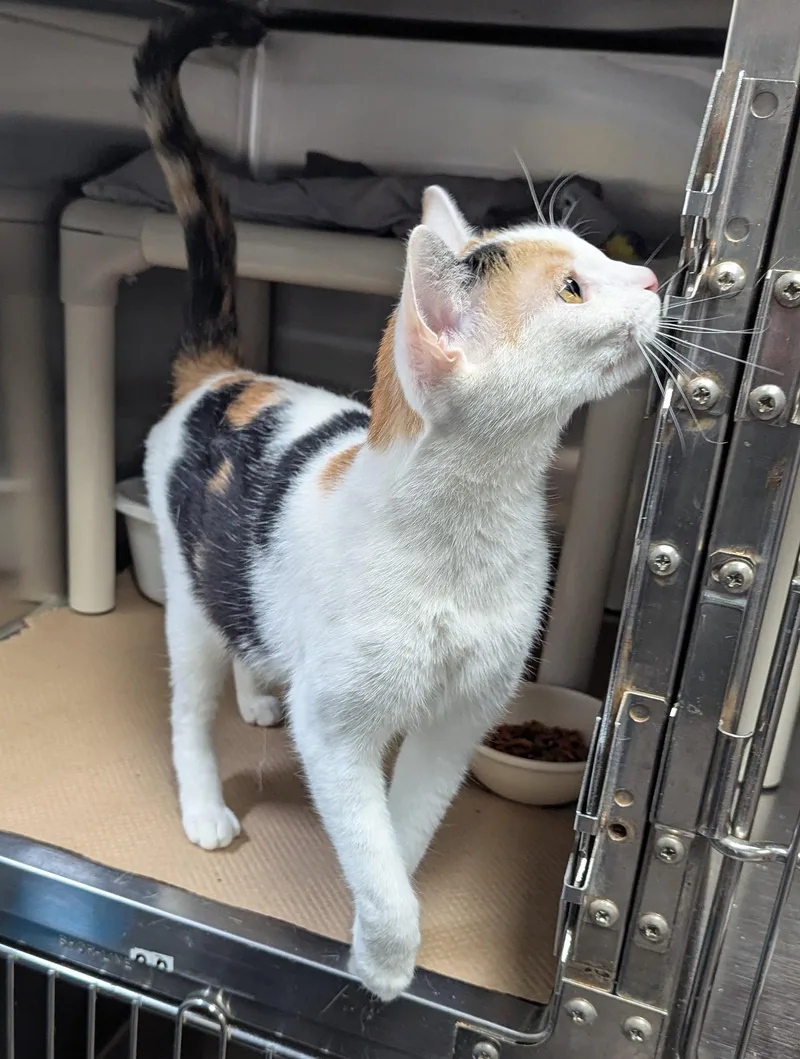 An adult medium-sized female Domestic Short Hair cat named Princess Luna for adoption in Trenton, NJ