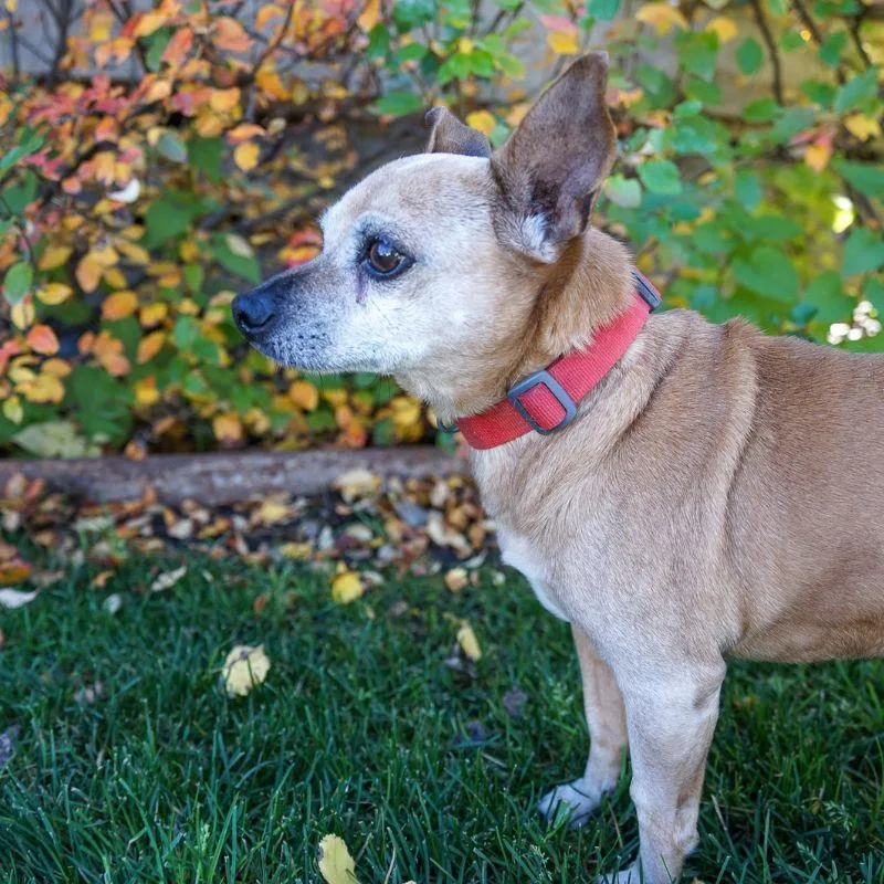 A senior small-sized male Chihuahua dog named Snickers for adoption in Jackson, WY