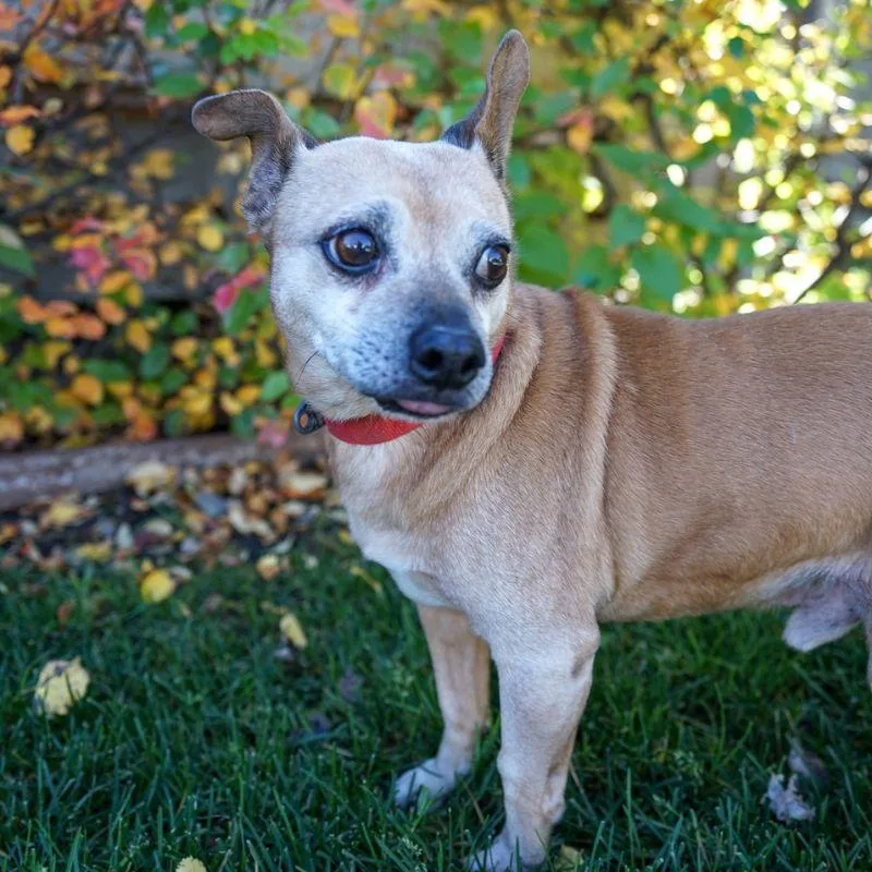 Snickers thumbnail 2
