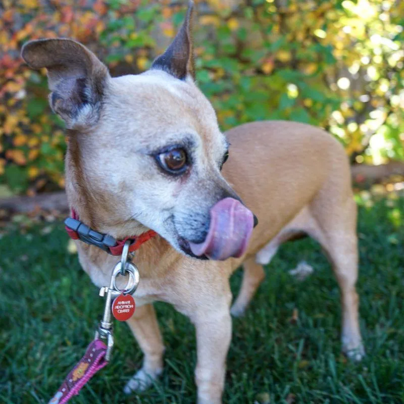 Snickers thumbnail 4