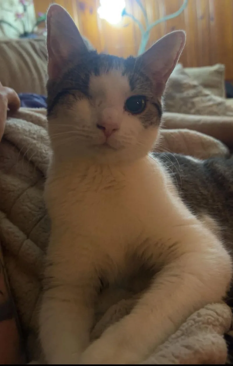 A young medium-sized female Tabby cat named Rory for adoption in Beckley, WV