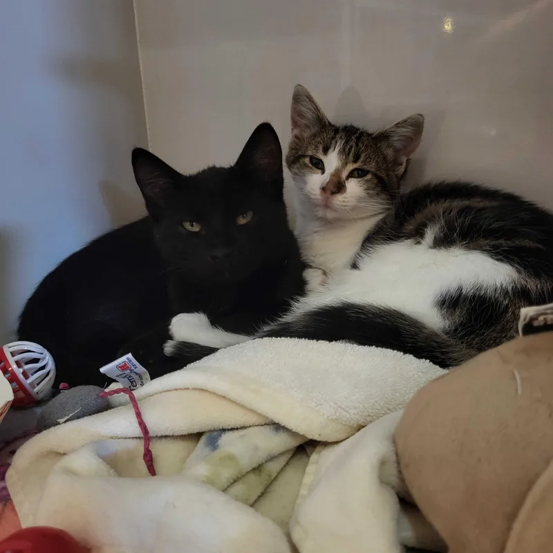 Guinness thumbnail 2