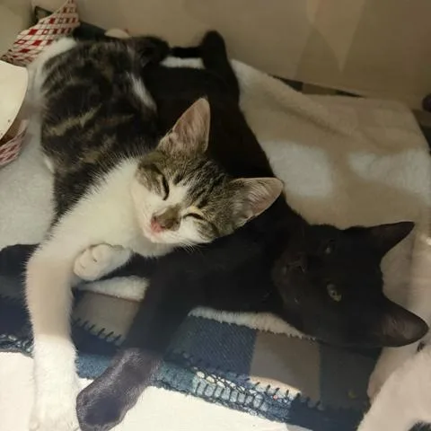 Guinness thumbnail 3