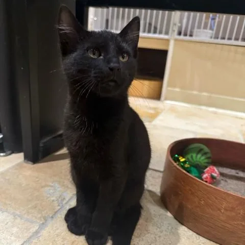 Guinness thumbnail 4