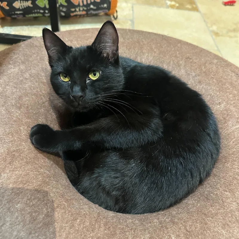 Guinness thumbnail 5