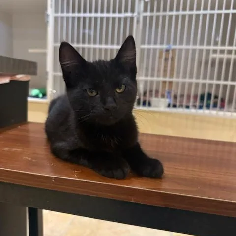 Guinness thumbnail 6