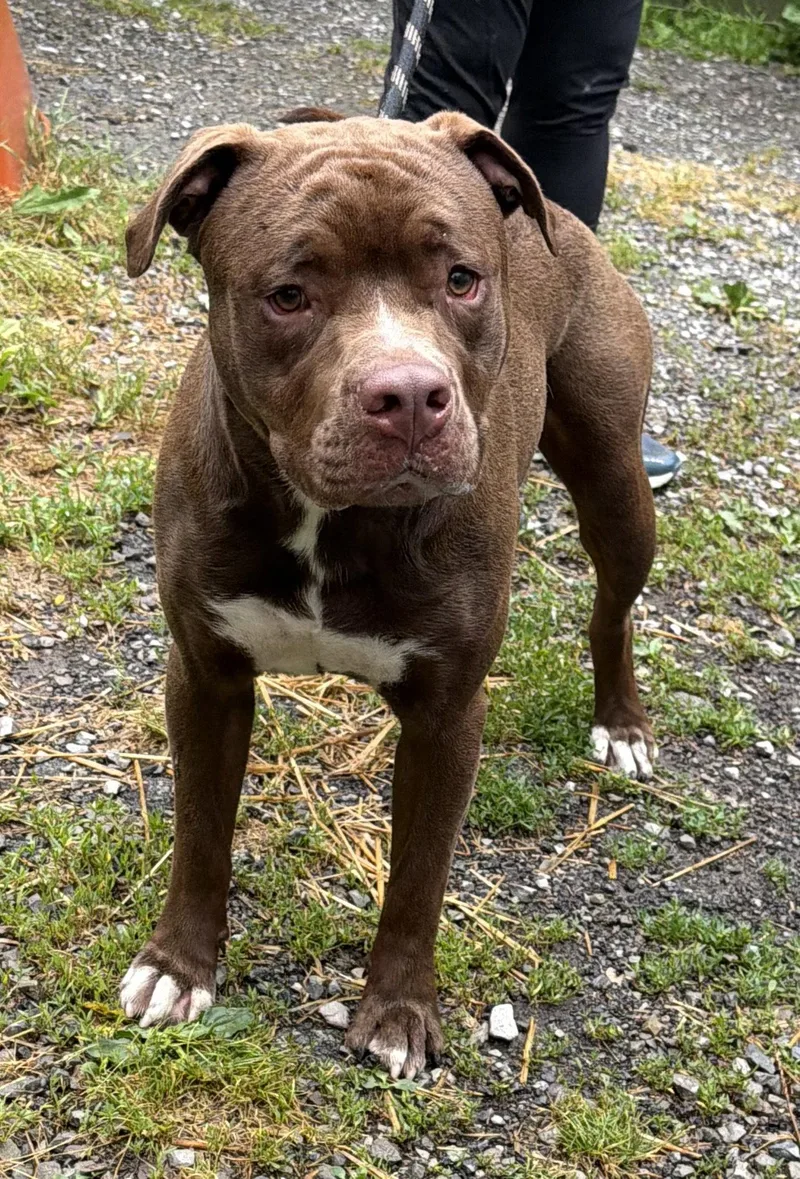 An adult large-sized male Pit Bull Terrier dog named Edger for adoption in Elkins, WV