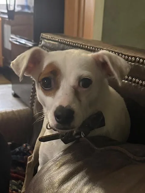 A young small-sized female White / Cream Jack Russell Terrier dog named Amarie for adoption in RUSSIAVILLE, IN