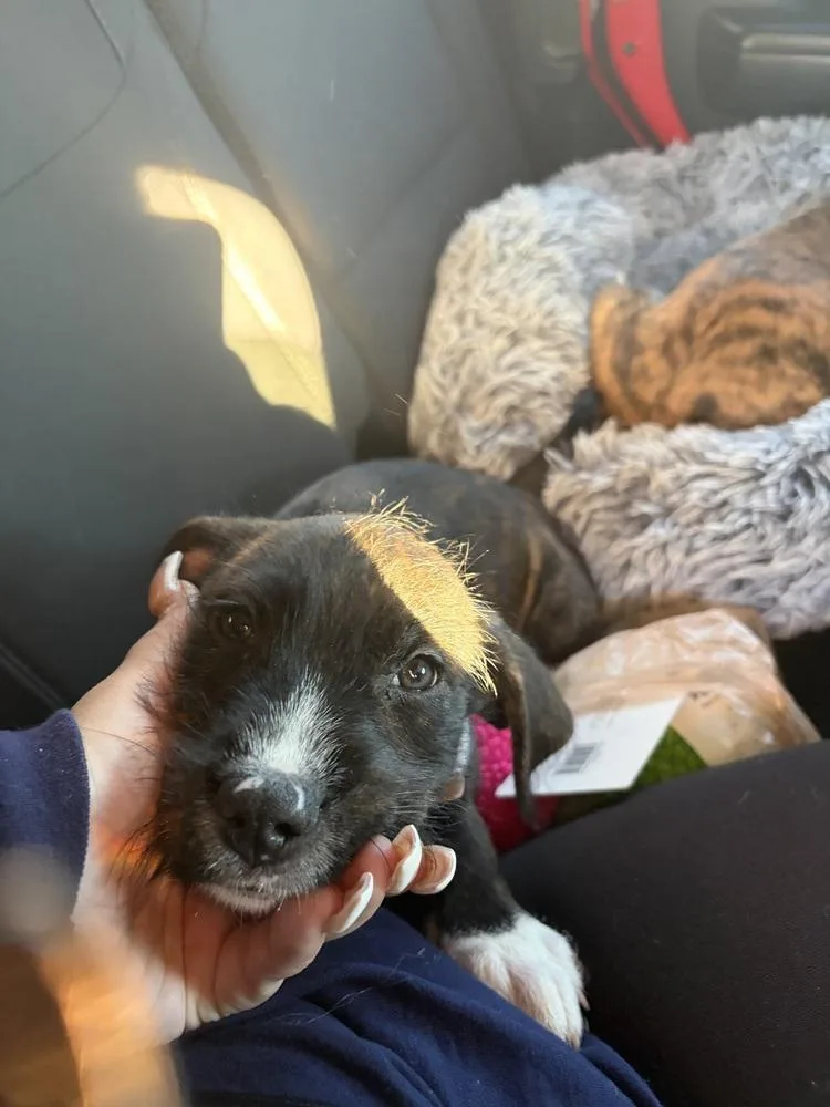 A baby small-sized male Terrier dog named Norman for adoption in Plymouth, MI