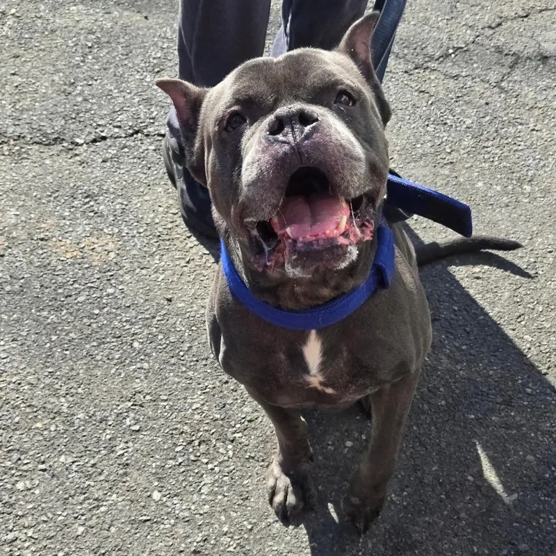 An adult large-sized male Gray / Blue / Silver French Bulldog dog named Draco for adoption in Newark, NJ