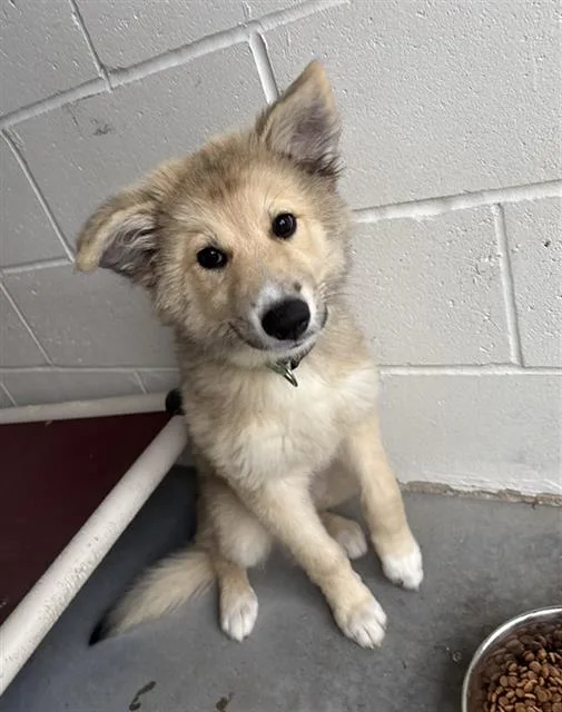 A baby small-sized male German Shepherd Dog dog named Garnet for adoption in Rosenberg, TX