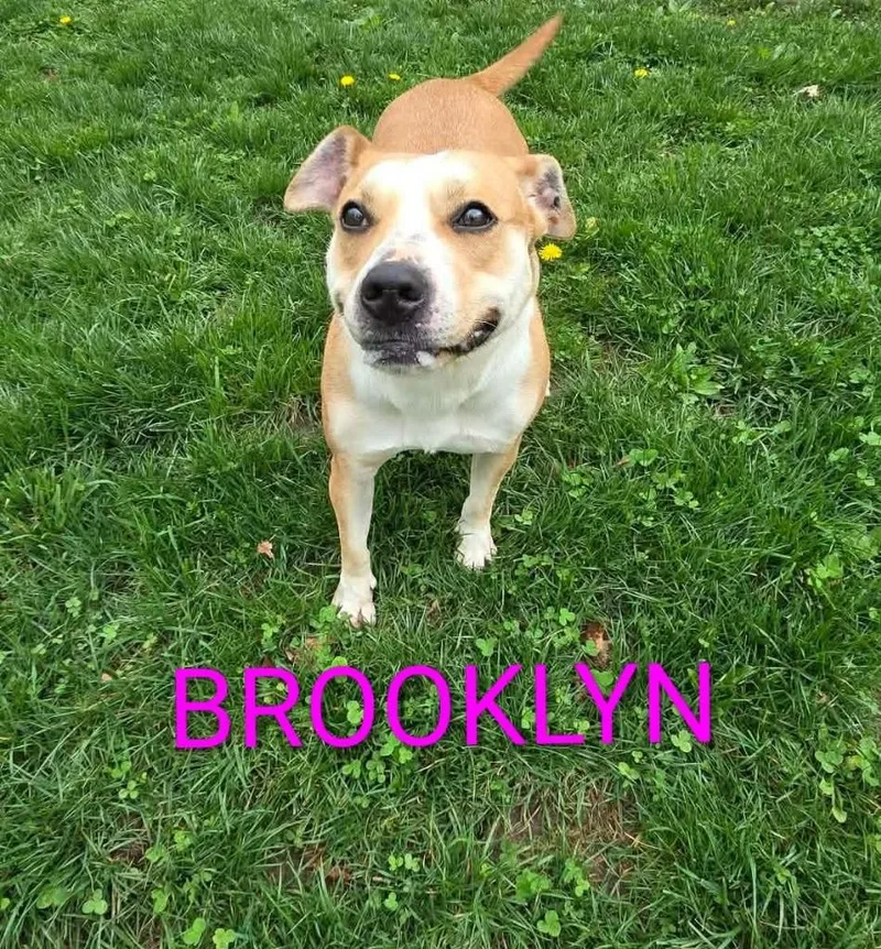 Brooklyn thumbnail 4