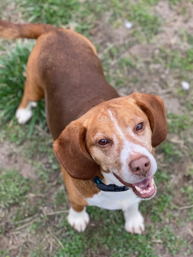An adult medium-sized male Merle (Red) Beagle dog named Red for adoption in Indianapolis, IN