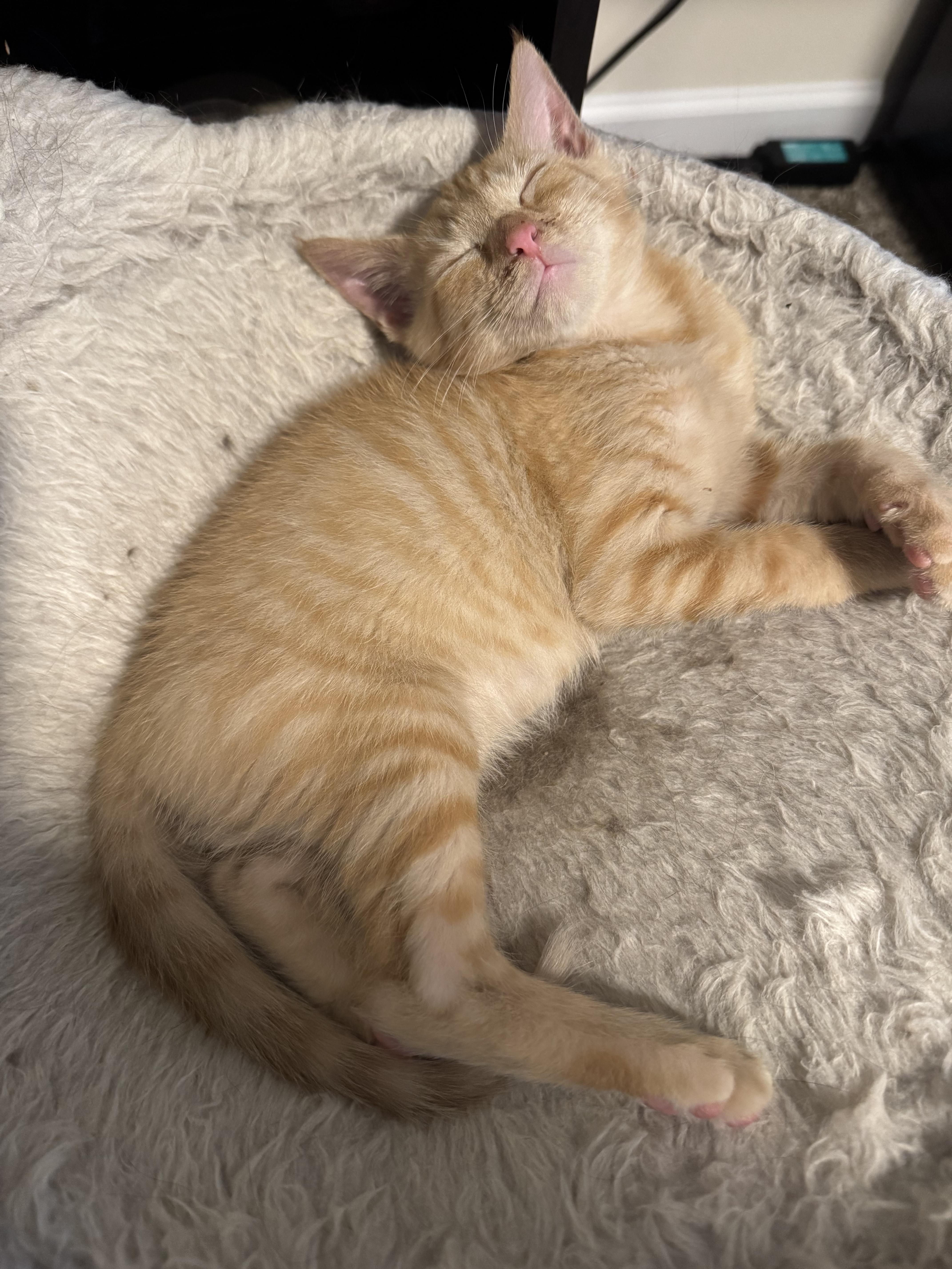A baby medium-sized male Tabby (Orange / Red) Domestic Short Hair cat named Calvin for adoption in Landenberg, PA
