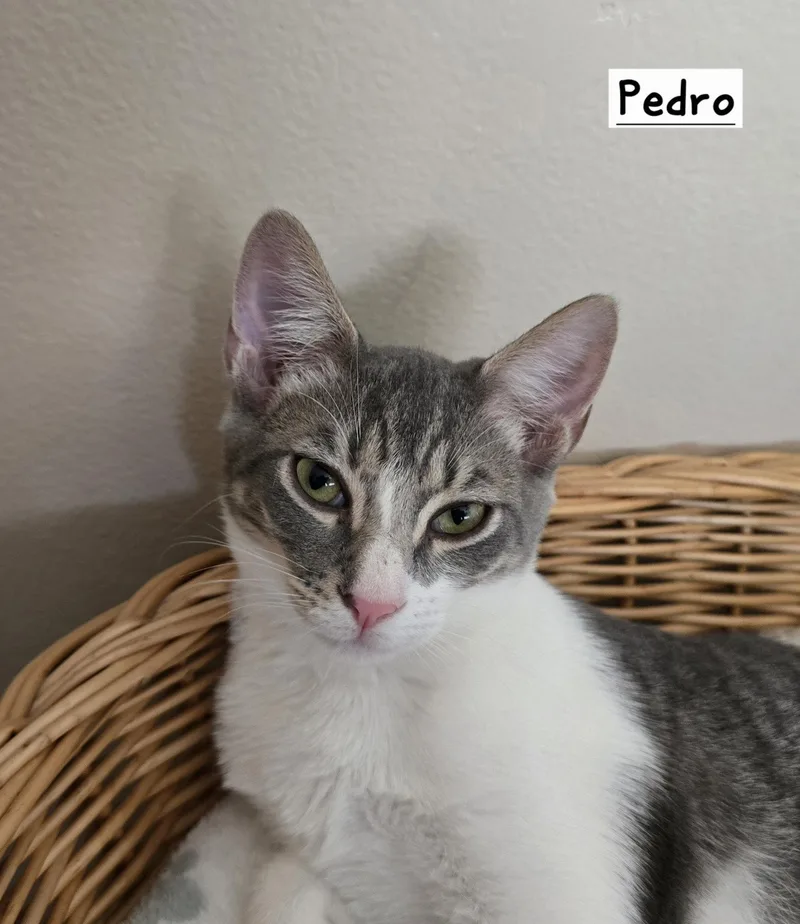 A young medium-sized male Domestic Short Hair cat named Pedro for adoption in Boynton Beach, FL
