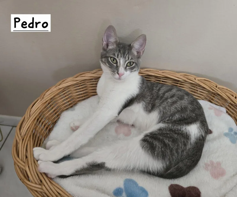 Pedro thumbnail 2