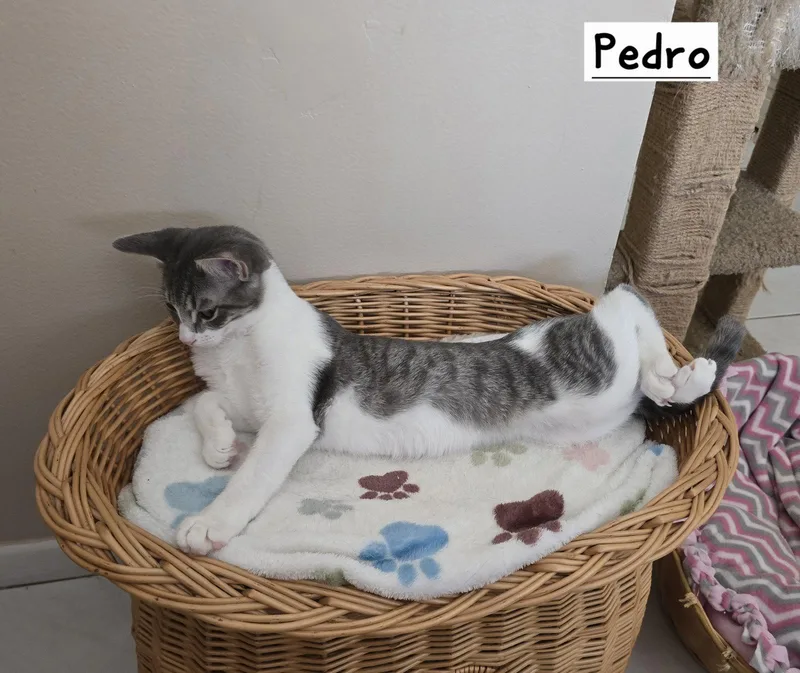 Pedro thumbnail 3