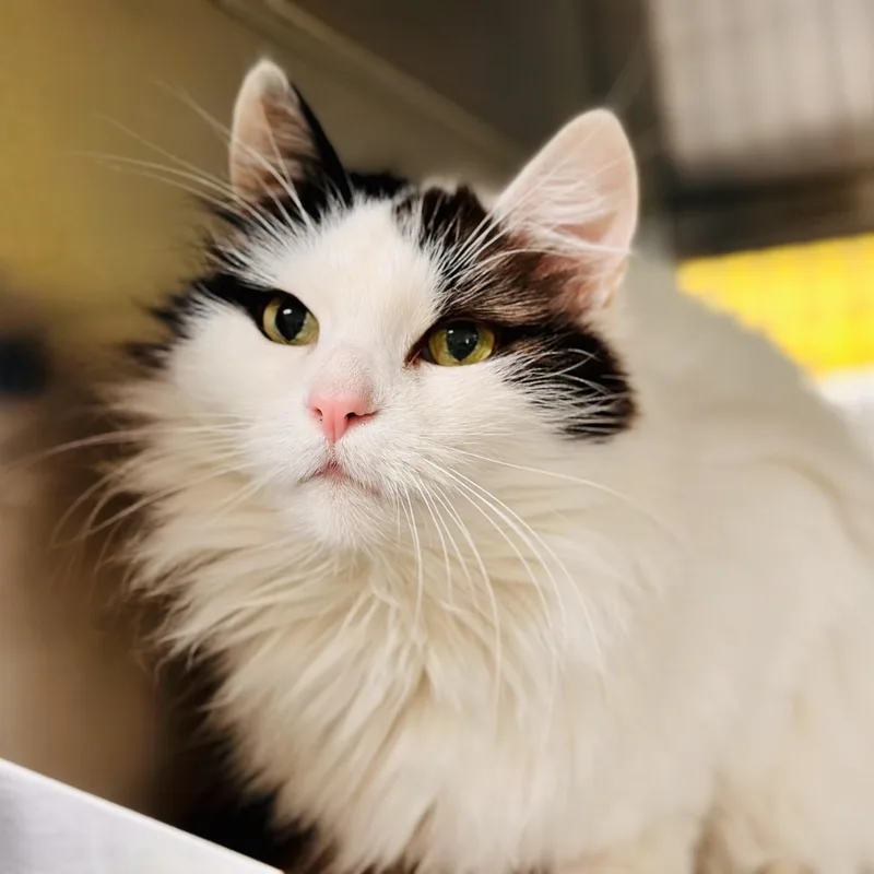 An adult medium-sized female White Domestic Medium Hair cat named Fluffy for adoption in Jackson, NJ