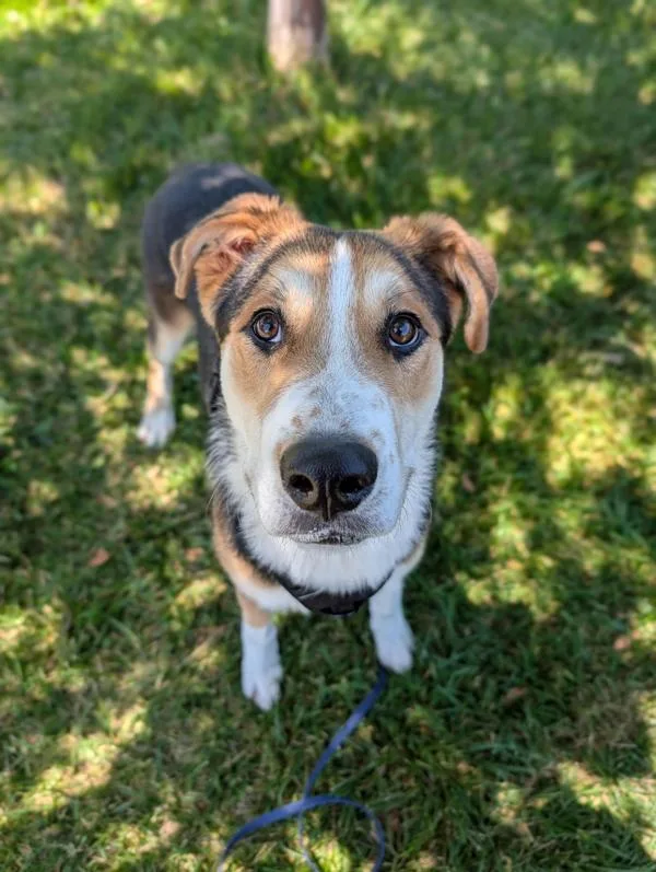 An adult large-sized male English Foxhound dog named Teddy Graham for adoption in Santa Rosa, CA