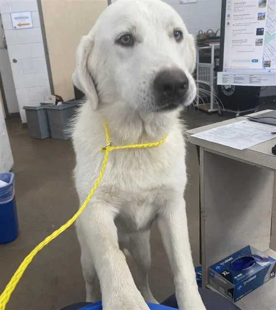 A young extra large-sized female Mixed Breed dog named Snow for adoption in Dallas, TX