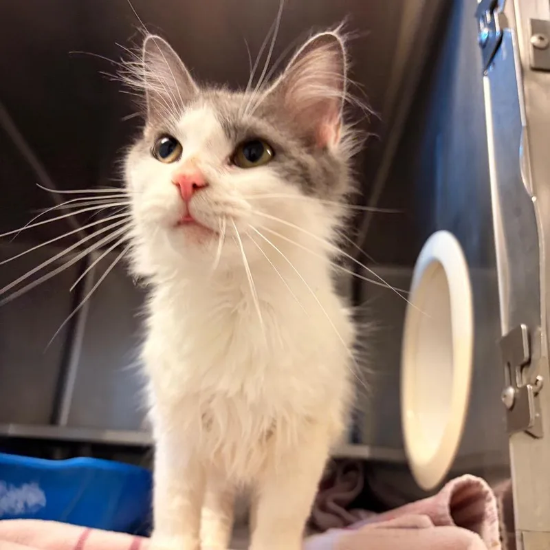 An adult medium-sized female White Domestic Medium Hair cat named Hazel for adoption in Bristol, IN