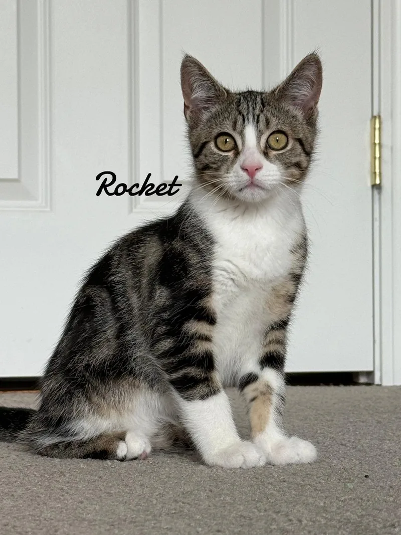 Rocket