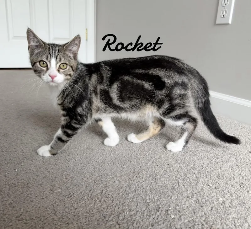 Rocket thumbnail 2