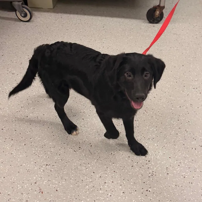 A baby medium-sized male Black Mixed Breed dog named Shadow for adoption in Indianapolis, IN