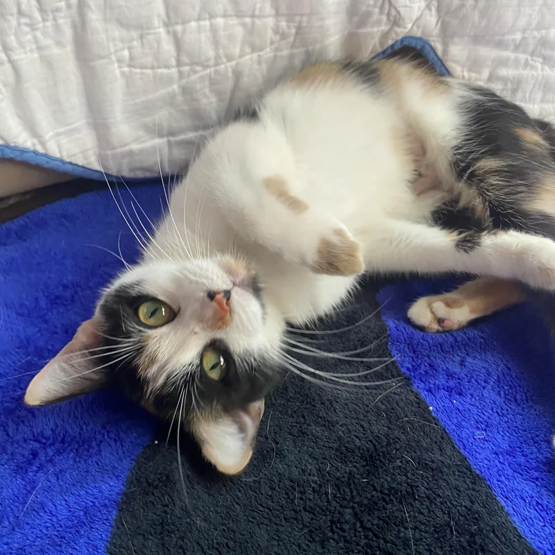 A young medium-sized female Calico Domestic Short Hair cat named Capri At Avon Petco!! for adoption in Elyria, OH