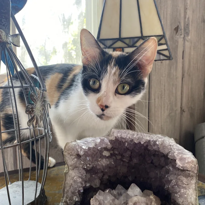 Capri At Avon Petco!! thumbnail 2