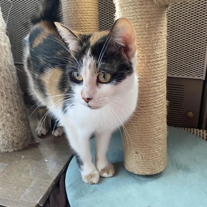 Capri At Avon Petco!! thumbnail 4