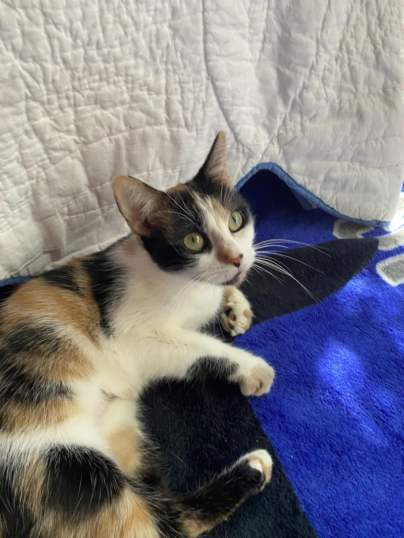 Capri At Avon Petco!! thumbnail 5