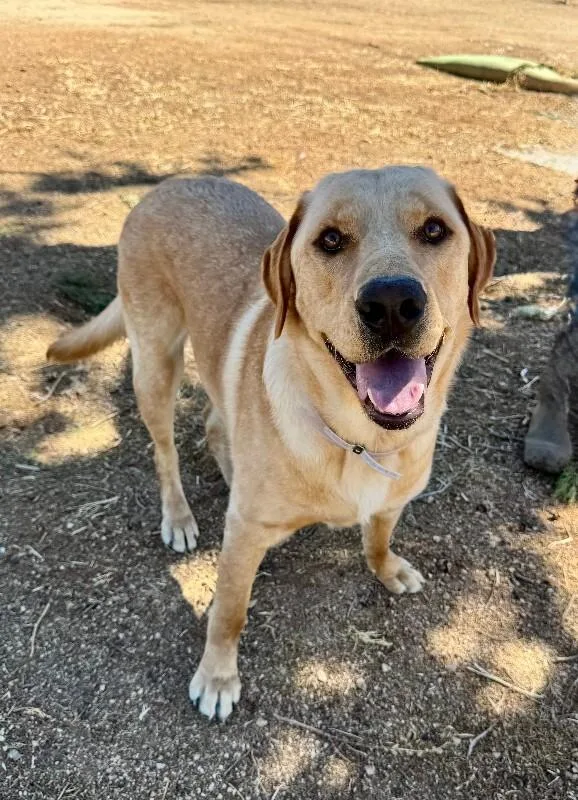 An adult large-sized male Yellow / Tan / Blond / Fawn Yellow Labrador Retriever dog named Teddy for adoption in Valley Village, CA