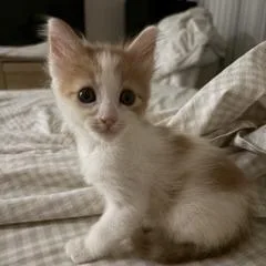 A baby small-sized male Orange / Red Domestic Short Hair cat named Cheddar for adoption in Los Angeles, CA