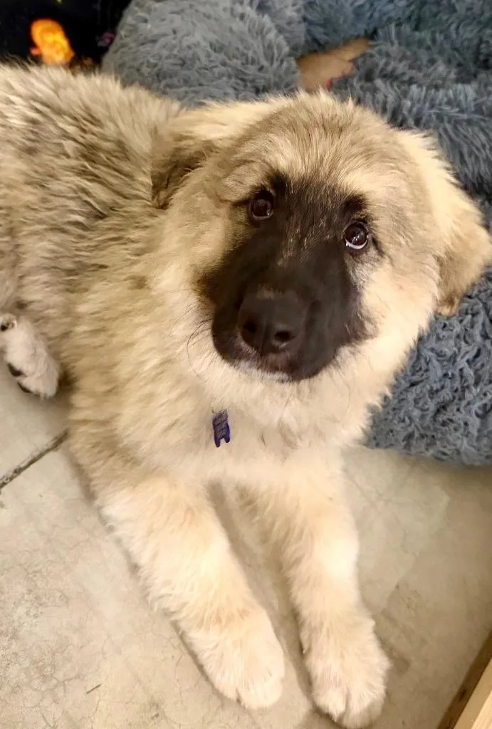 A young large-sized female Yellow / Tan / Blond / Fawn Great Pyrenees dog named Tundra for adoption in Shingle Springs, CA