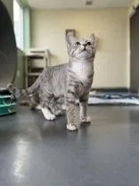 A young large-sized male Tabby (Gray / Blue / Silver) Domestic Short Hair cat named Gabumon for adoption in Eagle, CO