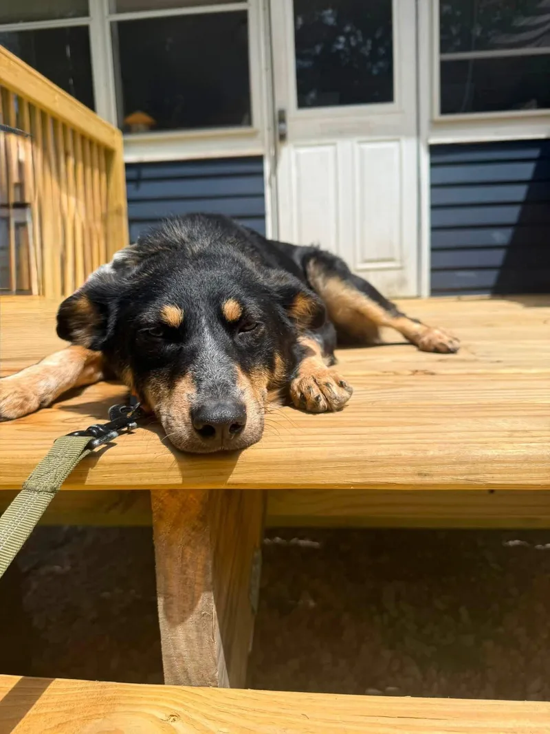 An adult medium-sized female Cattle Dog dog named Pipi Halpert for adoption in Germantown, OH