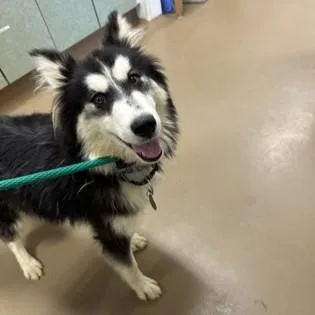 A young medium-sized male Black Siberian Husky dog named Nugget for adoption in Phoenixville, PA