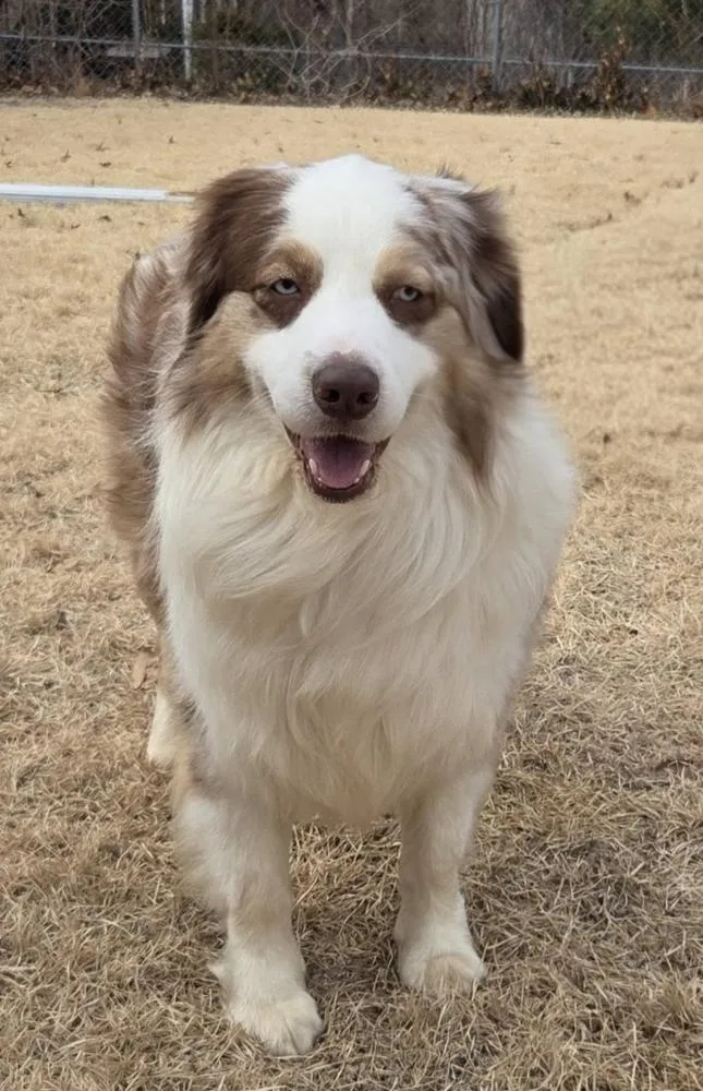 Toby