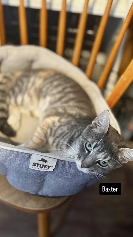 An adult medium-sized female Buff / Tan / Fawn Domestic Short Hair cat named Baxter for adoption in Gardena, CA