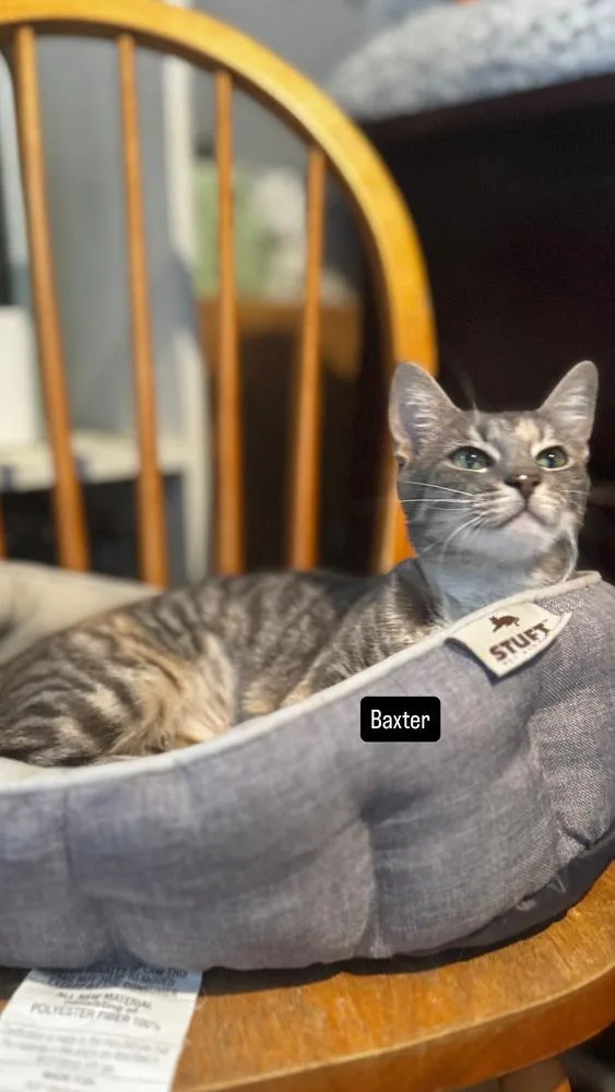 Baxter thumbnail 3